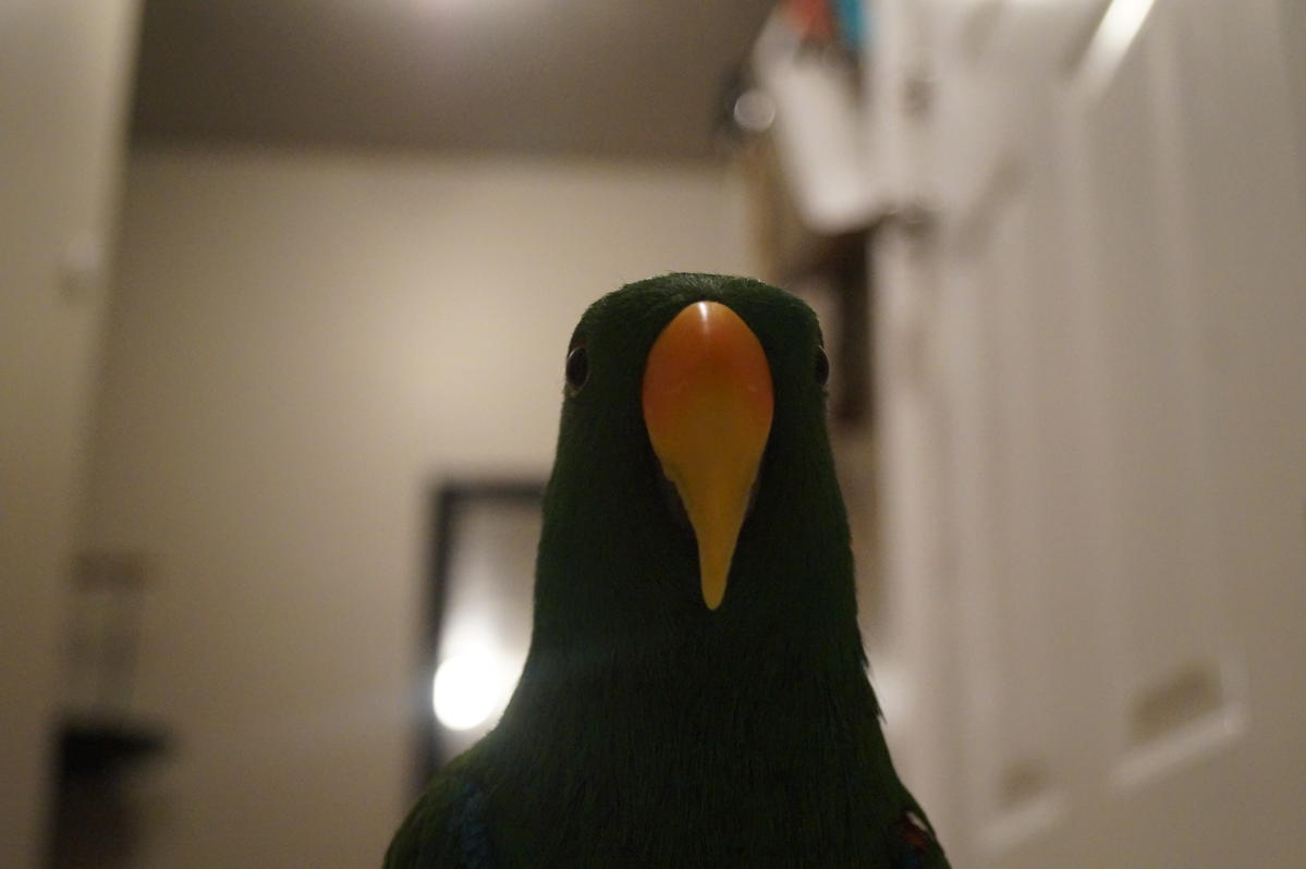 Eclectus Parrot (Ziggy)